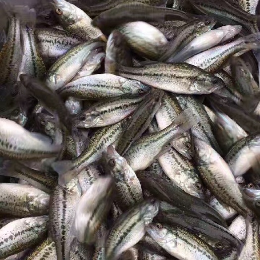 湖州加州鲈鱼苗