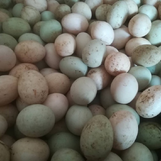 南陵县土鸭蛋 散装 食用