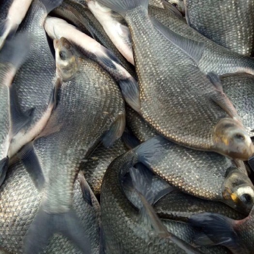 湖州池塘鳊鱼 1-1.5公斤 人工养殖