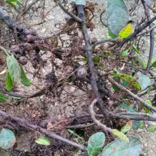 贵阳野地瓜苗