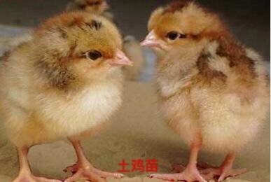 广州 三黄土1.5母鸡苗  品种纯正