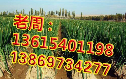 菏泽长白大葱 大葱