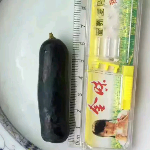 泰安甜蜜蓝宝石葡萄苗 