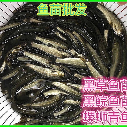 广州青鱼苗 