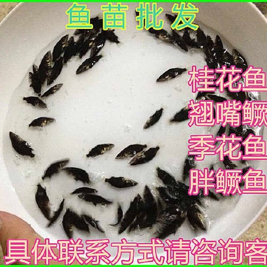 广州鳜鱼苗