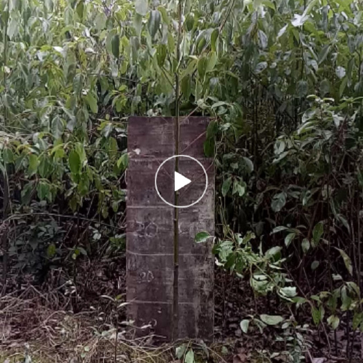 保靖县樟树苗