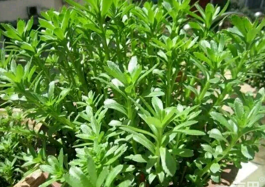 曹县救心菜苗 种苗 