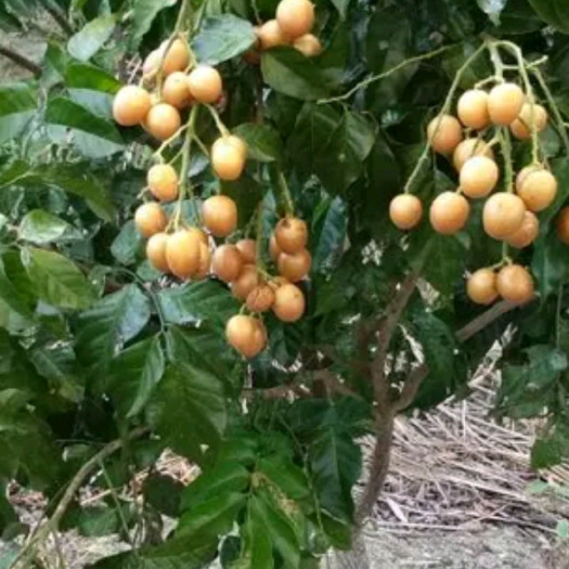 灵山县无核黄皮果苗 