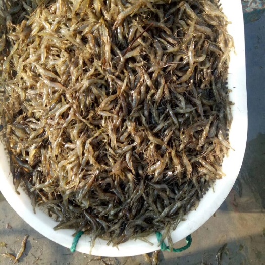 湖州青虾苗