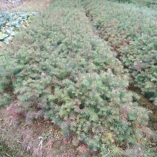 通道县杉木树苗 
