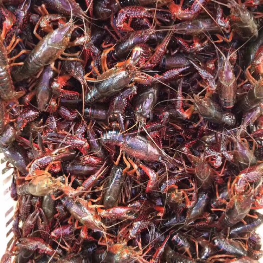 霍邱县中国小龙虾 稻田虾 5-7钱 