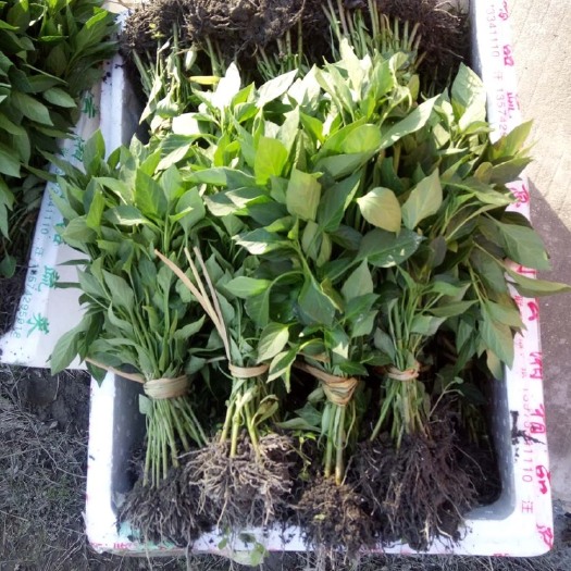 醴陵市线椒苗 10～14片真叶 