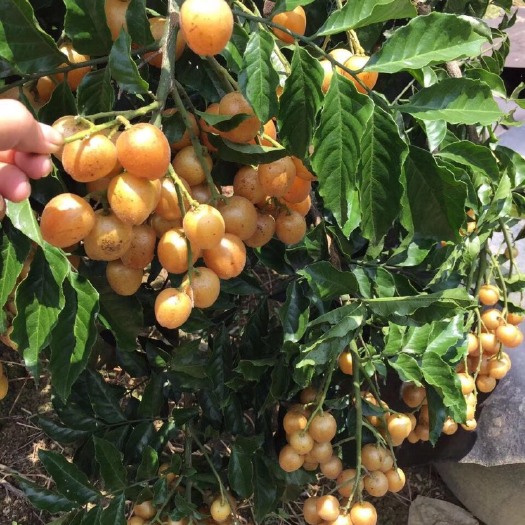 灵山县无核黄皮果苗