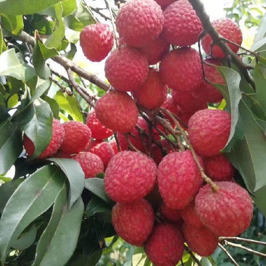 广州优质仙进奉荔枝