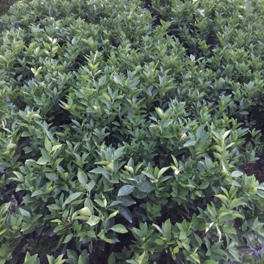 瑞金市纽荷尔脐橙苗 嫁接苗 0.5~1米 