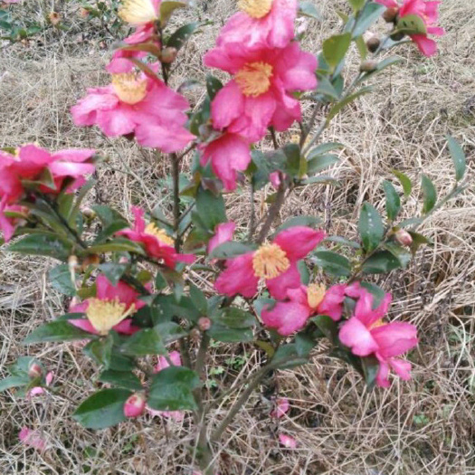 阳朔县茶花树 140cm以上 