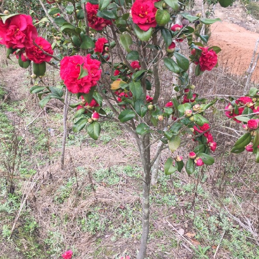 连城县茶花树 140cm以上 