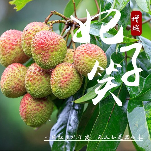 广州妃子笑荔枝 2cm