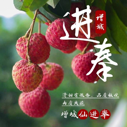 广州仙进奉荔枝  仙进奉茘枝 2cm
