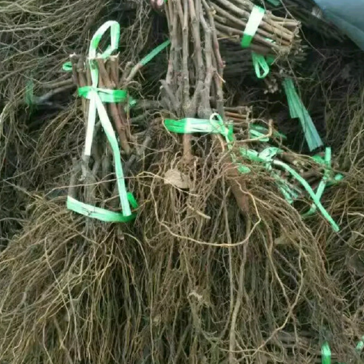 美人指葡萄苗 