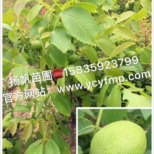 绛县香玲核桃苗