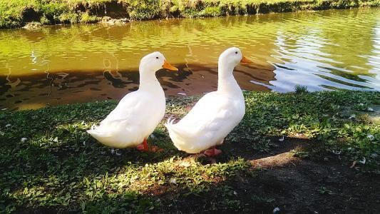 南宁樱桃谷肉鸭苗 