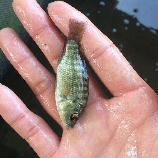 新吉富罗非鱼