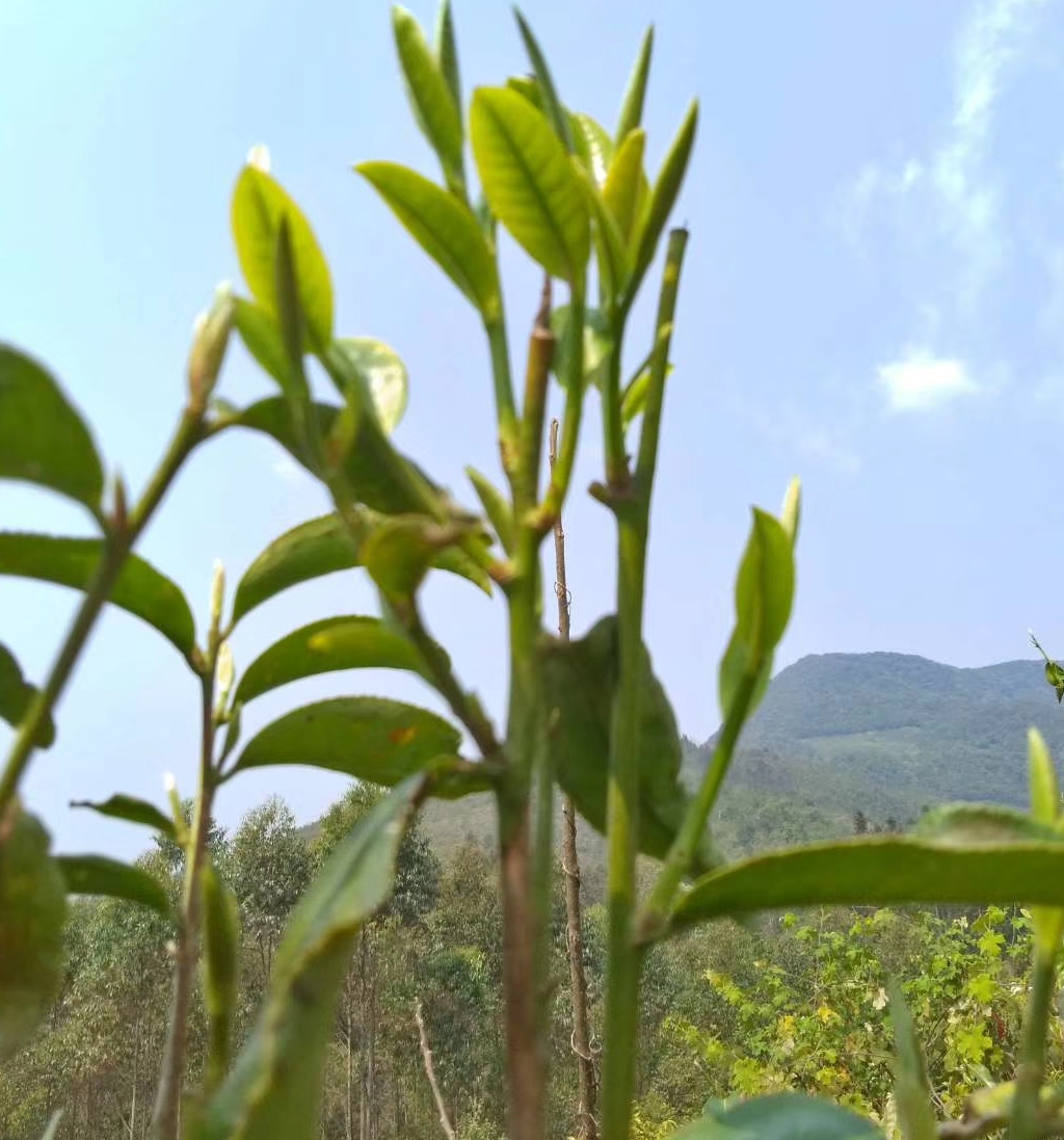 云南大树茶 散装 一级 