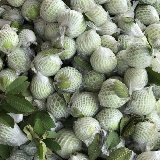新兴县 珍珠白心番石榴中果多