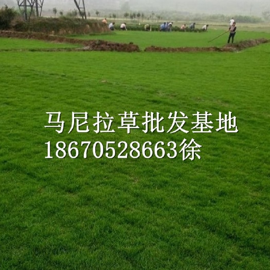 郴州马尼拉草皮 草皮价格  湖南马尼拉草块价格 大量供应