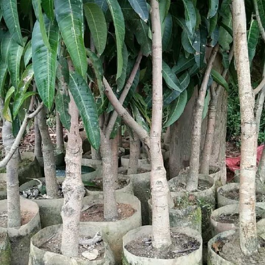 灵山县 芒果苗金煌台农桂七四季芒红贵妃凯特澳芒嫁接芒果树苗地栽盆栽
