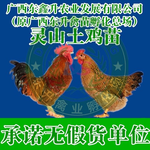 南宁灵山麻土鸡苗  ——承诺无假货单位