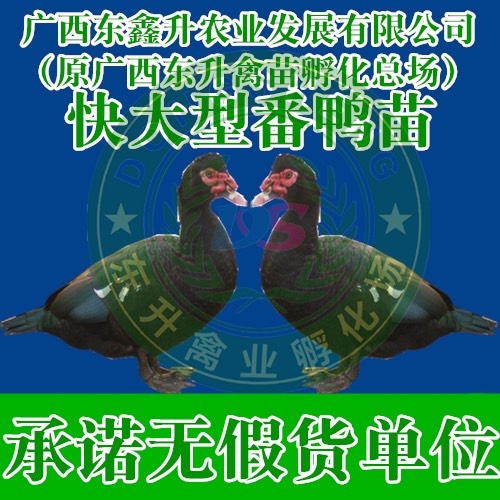 南宁番鸭苗 ——承诺无假货单位