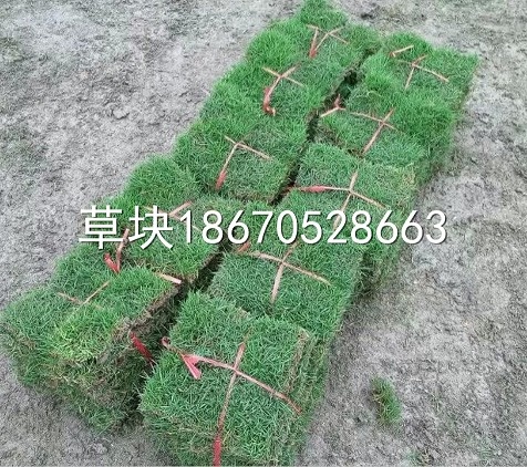 郴州 马尼拉草坪 马尼拉草皮 马尼拉草块  草块价格