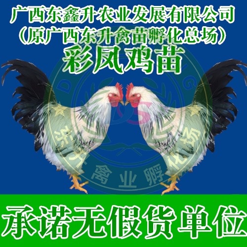 南宁彩凤鸡苗 ——承诺无假货单位