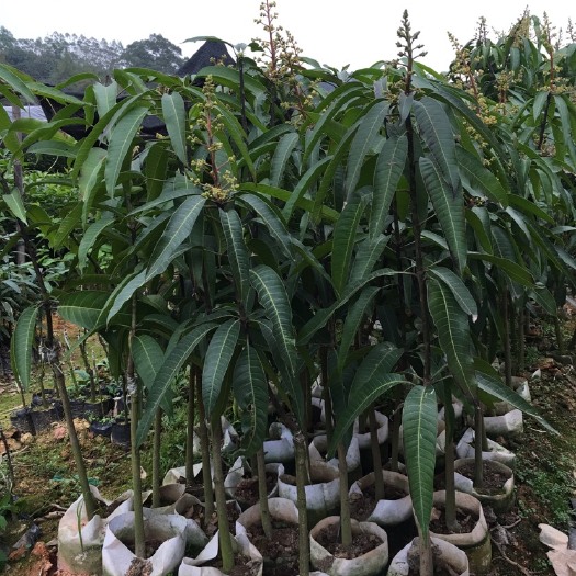 灵山县 红贵妃芒果树苗 红金龙芒果苗 海南嫁接芒果苗 五彩花芒果苗