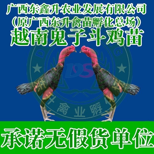 南宁斗鸡苗 ——承诺无假货单位