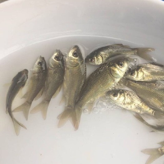 广州鲫鱼苗 