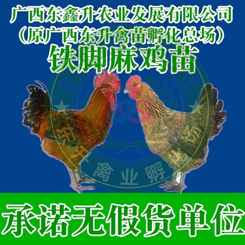 南宁青脚麻鸡苗 ——承诺无假货单位