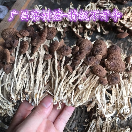 广昌县广昌5号茶树菇  君志广昌茶树菇长柄特级5号菇干货新鲜茶薪菇产地货源