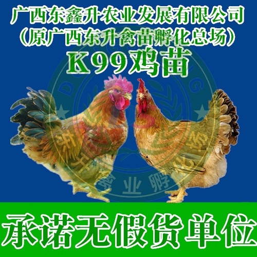 南宁K9麻黄鸡苗 ——承诺无假货单位