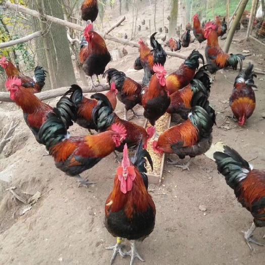 绵阳血毛土鸡苗，土鸡苗，崇仁麻鸡苗