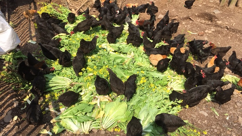 万载县绿壳鸡蛋 食用 礼盒装