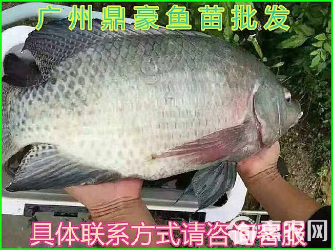 福寿鱼 