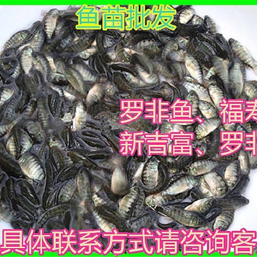广州尼罗罗非鱼