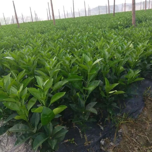 瑞金市赣南脐橙苗 嫁接苗 0.5~1米 