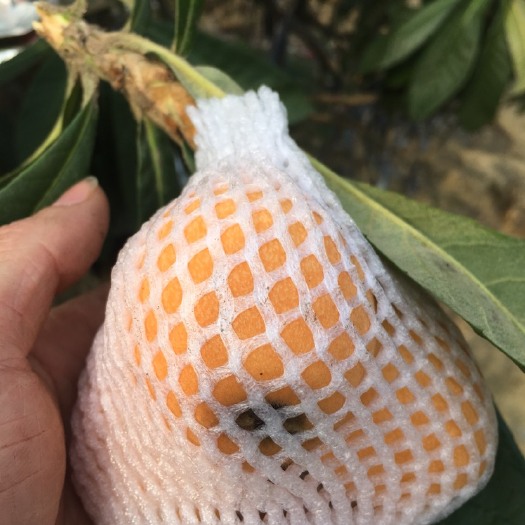 诏安县早钟六号枇杷 0.7 - 1两 