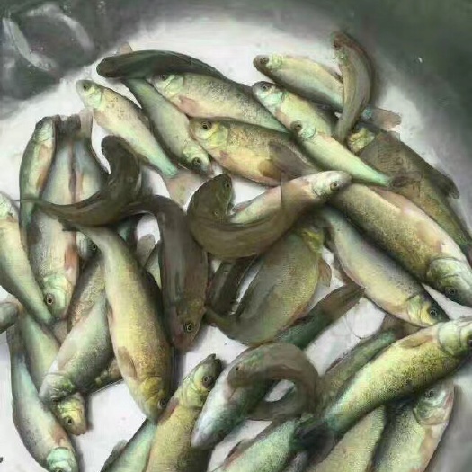 博罗县丁桂鱼苗