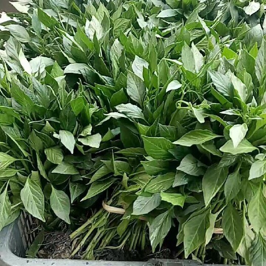 醴陵市辣椒苗  产量高，成活率高，十年打苗经验，线椒，川椒，朝天椒