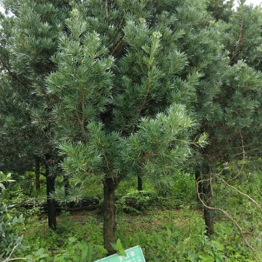 漳平市罗汉松 